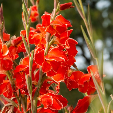 Gladiolus Nanus Atom (10 Bulbs)
