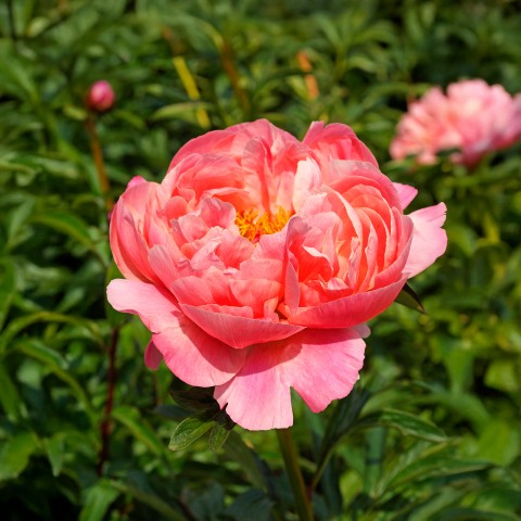 Paeonia Coral Charm (1 Bulb)