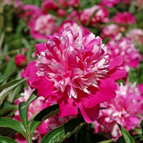 Paeonia Celebrity (1 Bulb)