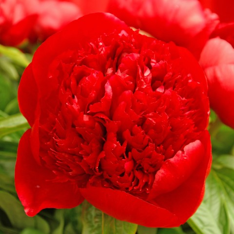 Paeonia officinalis red (1 Bulb)