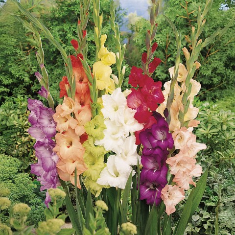 Gladiolus largeflowering mix (5 Bulbs)