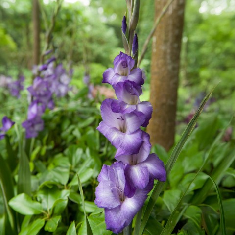 Gladiolus Blue Isle (8 Bulbs)