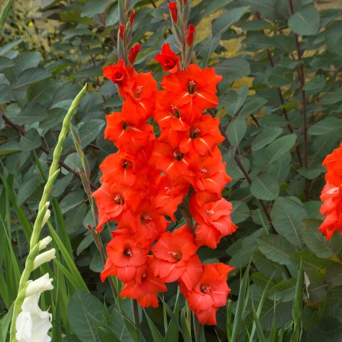 Gladiolus Traderhorn (10 Bulbs)