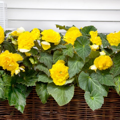 Begonia dinnerplate ruffled yellow (2 Bulbs)