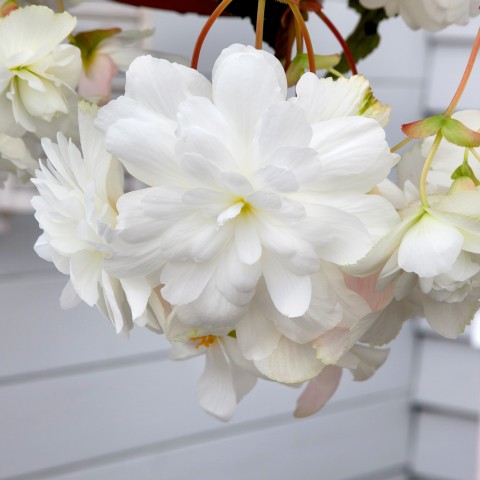 Begonia pendula white (2 Bulbs)