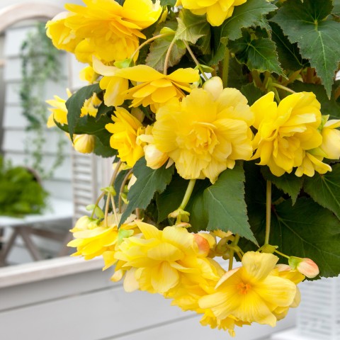 Begonia pendula yellow (2 Bulbs)