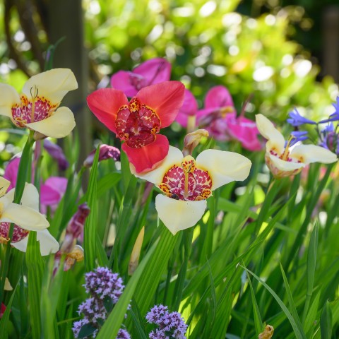 Tigridia Mix (10 Bulbs)
