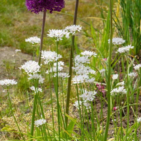 Allium Neapolitanum (12 Bulbs)