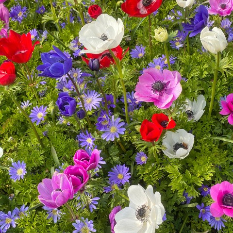 Anemone De Caen (15 Bulbs)
