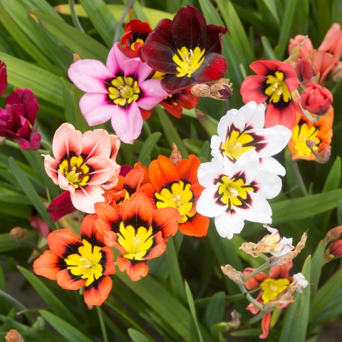 Sparaxis Superba Mix (15 Bulbs)