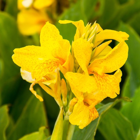 Canna Yara (1 Bulb)