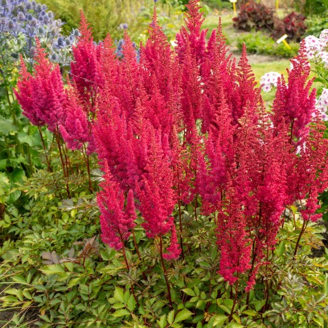 Astilbe Red (1 Bulb)