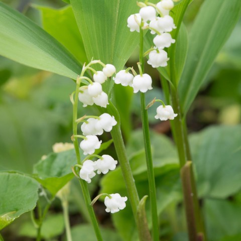 Convallaria White (3 Bulbs)