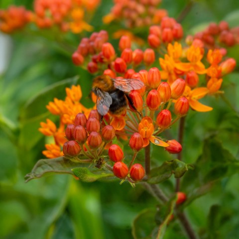 Asclepia Tuberosa (3 Bulbs)