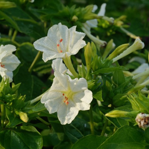 Mirabilis Jalapa (2 Bulbs)
