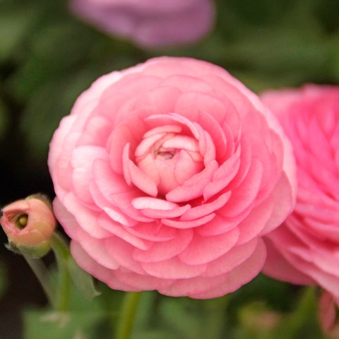 Ranunculus pink (12 Bulbs)
