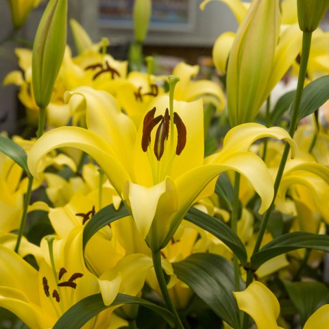 Lilium Yellow (1 Bulb)