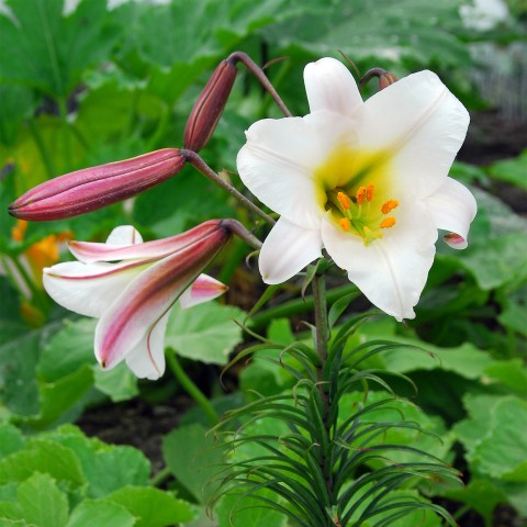 Lilium Regale (3 Bulbs)