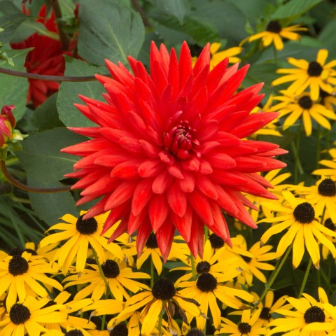 Dahlia Cactus Bergers Record (1 Bulb)