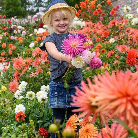 Dahlia Decorative Mixed (3 Bulbs)