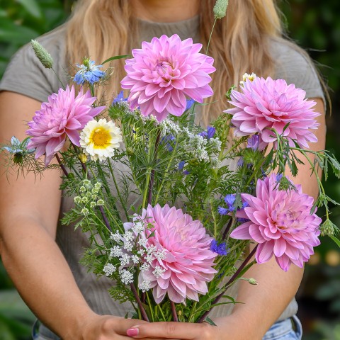 Dahlia Anne Marie (1 Bulb)