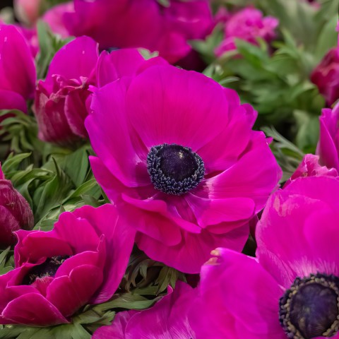 Anemone Sylphide (Anemone Sylphide) 15x Spring Planting Flower Bulbs| Flower Bulbs for Planting Now UK | Plant Garden Outdoor | Jamieson Brothers