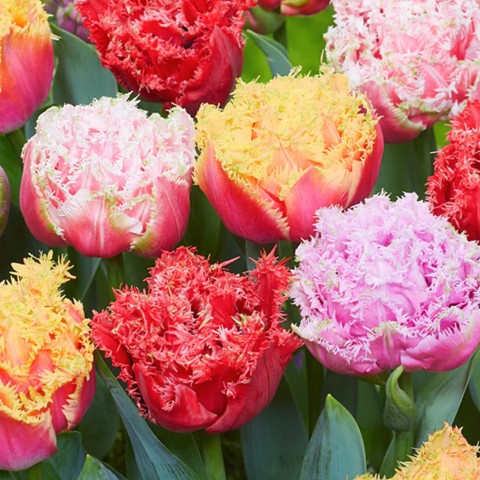Tulip Fringed Mix 8 Bulbs Ready for Planting Now in UK Autumn Outdoor Gardens