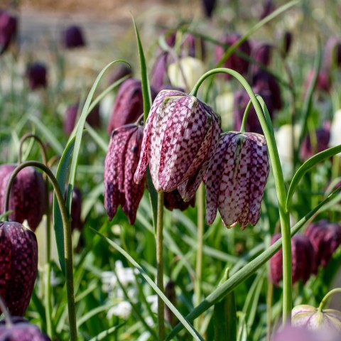 Fritillaria Meleagris Mix 15 Bulbs Ready for Planting Now in UK Autumn Outdoor Gardens