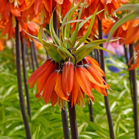 Fritillaria Imperialis Orange Beauty 1 Bulb Ready for Planting Now in UK Autumn Outdoor Gardens