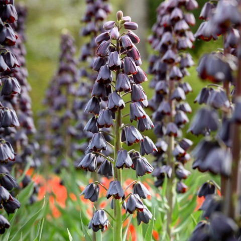 Fritillaria Persica 1 Bulb Ready for Planting Now in UK Autumn Outdoor Gardens