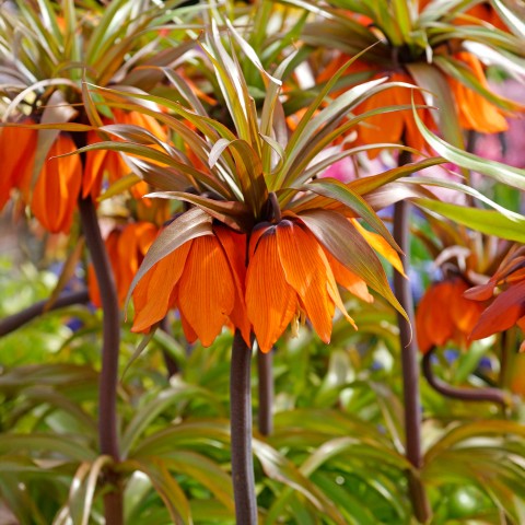 Fritillaria Sunset 1 Bulb Ready for Planting Now in UK Autumn Outdoor Gardens