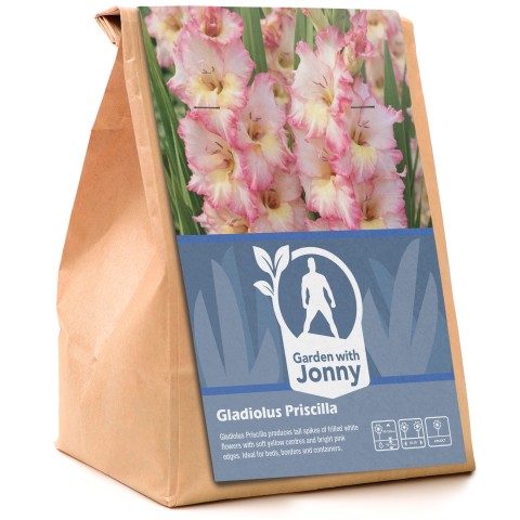 Gladiolus Priscilla (5 Bulbs)