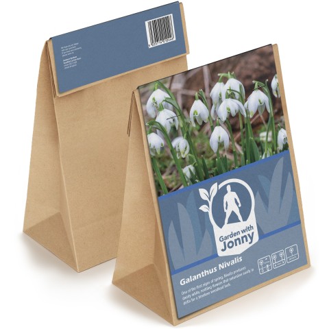 Galanthus Nivalis