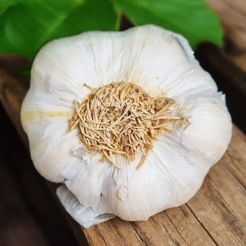 Garlic White (Allium Sativum) 3x Spring Planting Garlic Bulbs| Vegetable Bulb for Planting Now UK | Plant Garden Outdoor | Jamieson Brothers