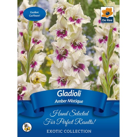 Gladioli - Amber Mistique (7 bulbs)