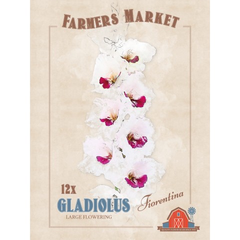 Gladiolus Fiorentina (12 Bulbs) by Jamieson Brothers