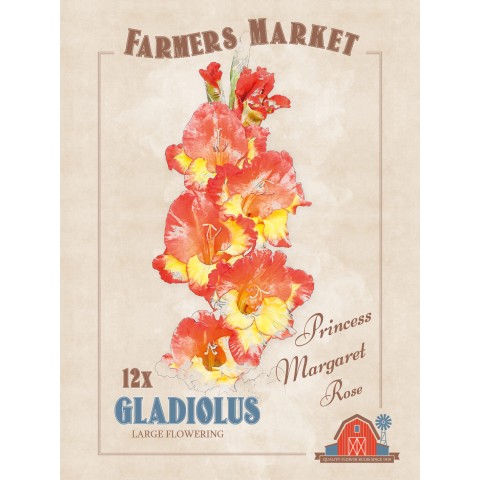 Gladiolus Princess Margaret Rose (12 Bulbs) by Jamieson Brothers