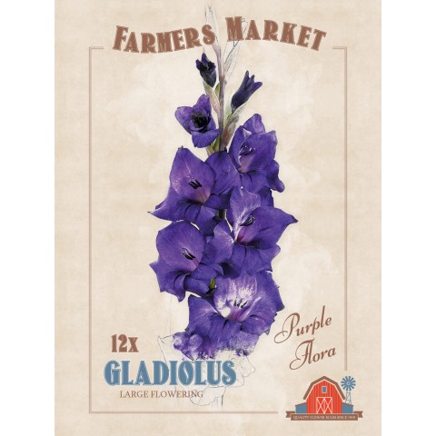 Gladiolus Purple Flora (12 Bulbs) by Jamieson Brothers
