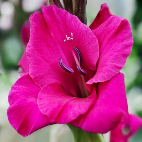 Gladiolus Fidelio (Gladiolus Hortulanus) 10x Spring Planting Flower Bulbs