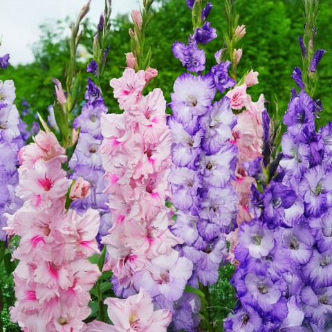 Gladiolus Pastel Mix (Gladiolus Hortulanus) 10x Spring Planting Flower Bulbs| Flower Bulbs for Planting Now UK | Plant Garden Outdoor | Jamieson Brothers