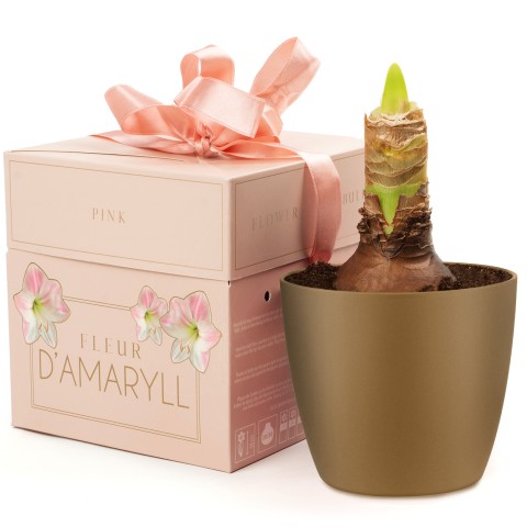 Deluxe Amaryllis Pink (1 bulb) - Gift Box by Jamieson Brothers 