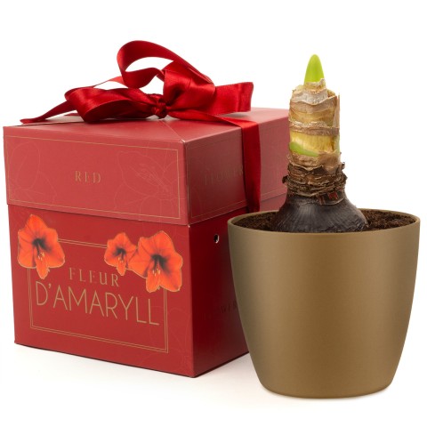 Deluxe Amaryllis Red (1 bulb) - Gift Box by Jamieson Brothers 