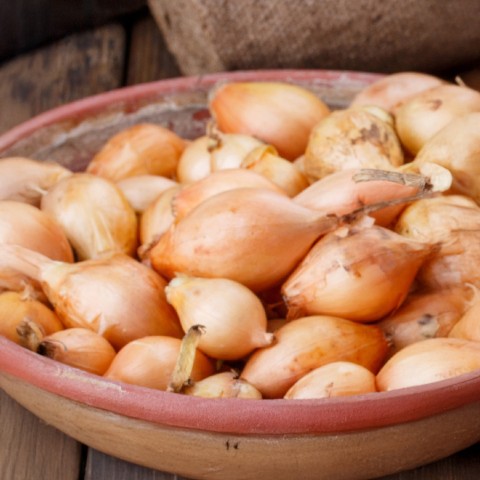 Shallot Golden Gourmet (Allium Cepa) 250g Spring Planting Shallot Bulbs| Vegetable Bulb for Planting Now UK | Plant Garden Outdoor | Jamieson Brothers