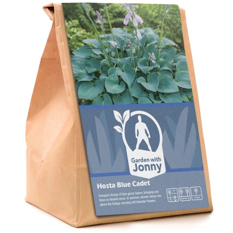 Hosta Blue Cadet (1 Bulb)