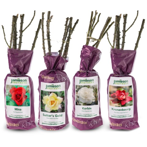 Classic Rose Collection – Polyantha Rose & Hybrid Tea Selection (Sutters gold, Kronenbourg, Mina, Korbin)