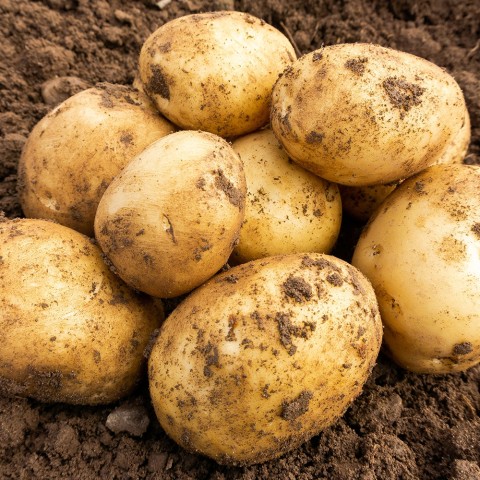 Home Guard Seed Potatoes