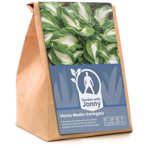 Hosta Medio Variegata (1 Bulb)