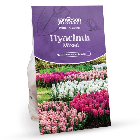 35 Mixed Hyacinth Large Bulbs by Jamieson Brothers