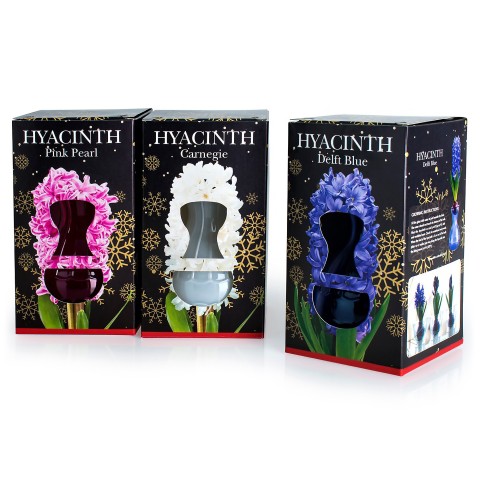 Multipack - Hyacinth Bulbs in Blue, Pink and White Vases (3 bulb packed seperately) - Gift Boxes by Jamieson Brothers® 