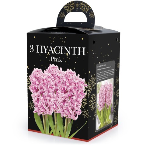 Hyacinth Pink (2 bulbs) - Gift Box